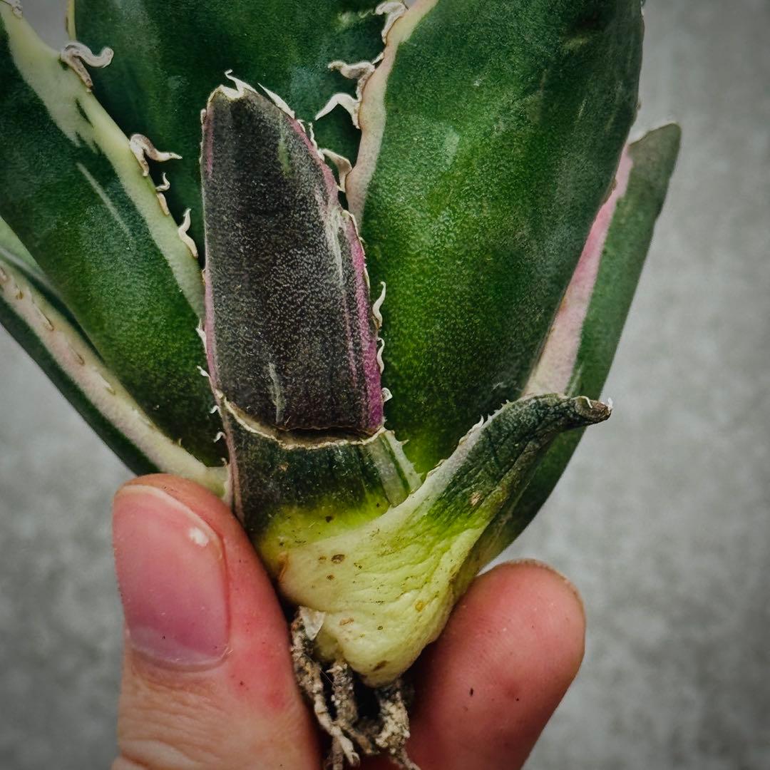 U*K様 多肉植物・アガベ・チタノタ・【特選】白鯨錦・希少株・斑入り・コレクショ