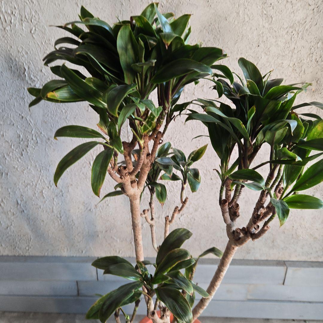 ⑪　コルジリネ　パープルコンダクター　8号　特大苗木最高等級極上品‼️