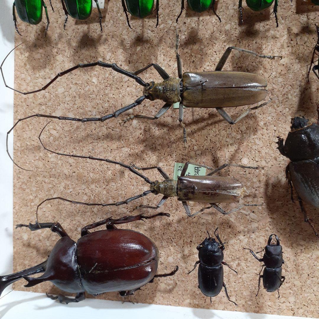甲虫標本　カミキリムシ、オサムシほか66頭。大型ドイツ標本箱入り