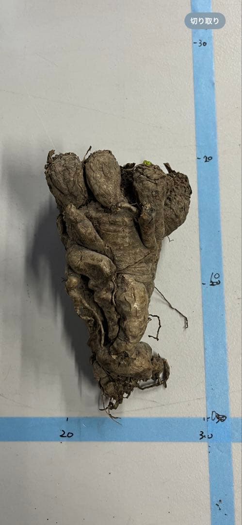 ユーフォルビア　クラビゲラ　クラビケラ