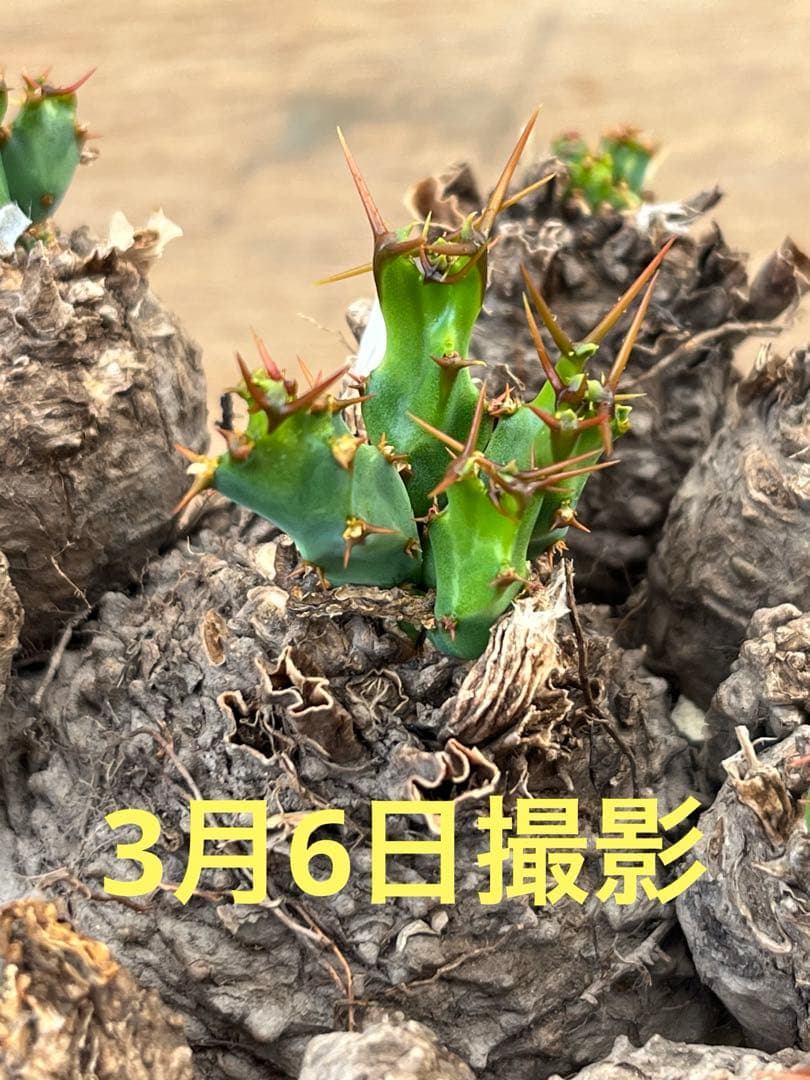 ユーフォルビア　クラビゲラ　クラビケラ