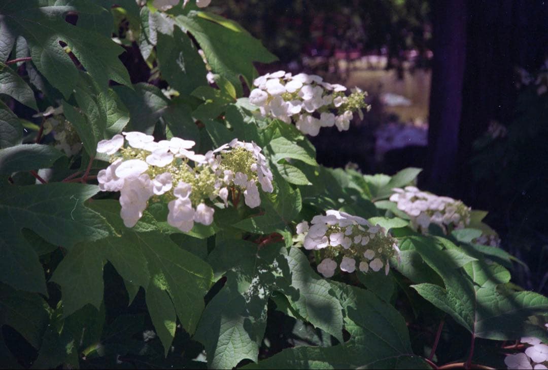 OLYMPUS 35RC 整備完動品、テスト撮影済み　371001