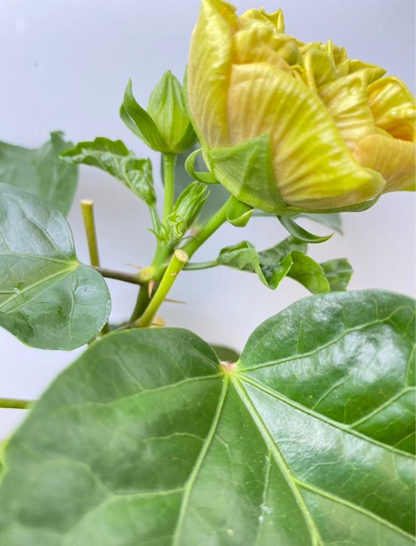 椿様ご確認用〜ハイビスカス　ビーチボール〜