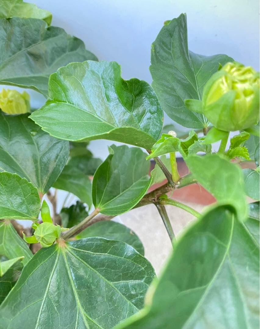 椿様ご確認用〜ハイビスカス　ビーチボール〜