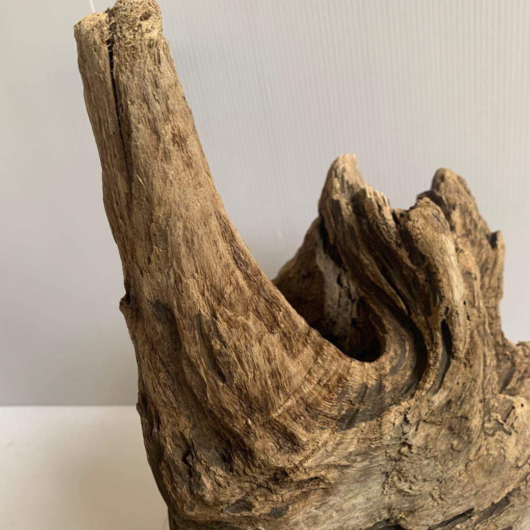 アク抜き済み流木　No.161 超レア型