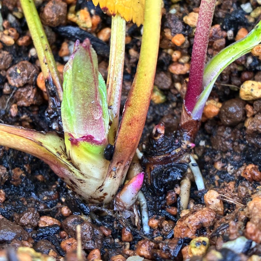 A*️様 ☘️ラスト2☘️開花株❤️沢山新芽元気株3254⭐️極上透明感優しいピ