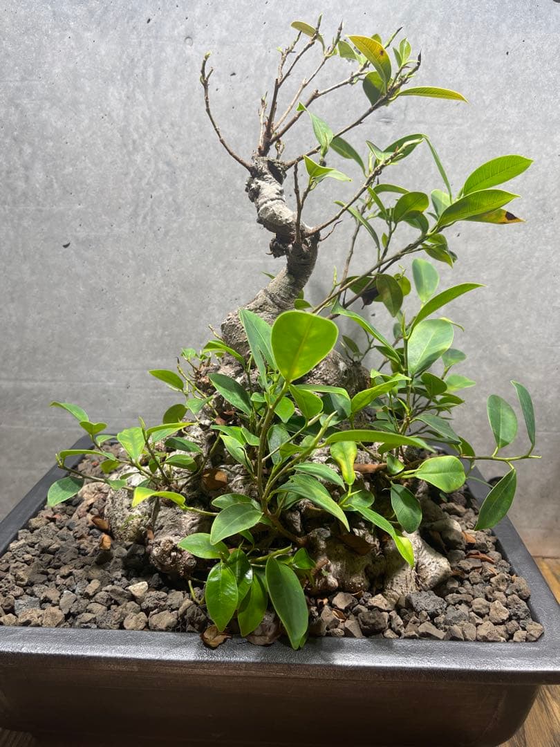 ガジュマル盆栽　特大　イボ肌