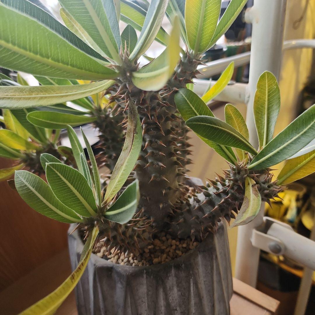 パキポディウム ホロンベンセ