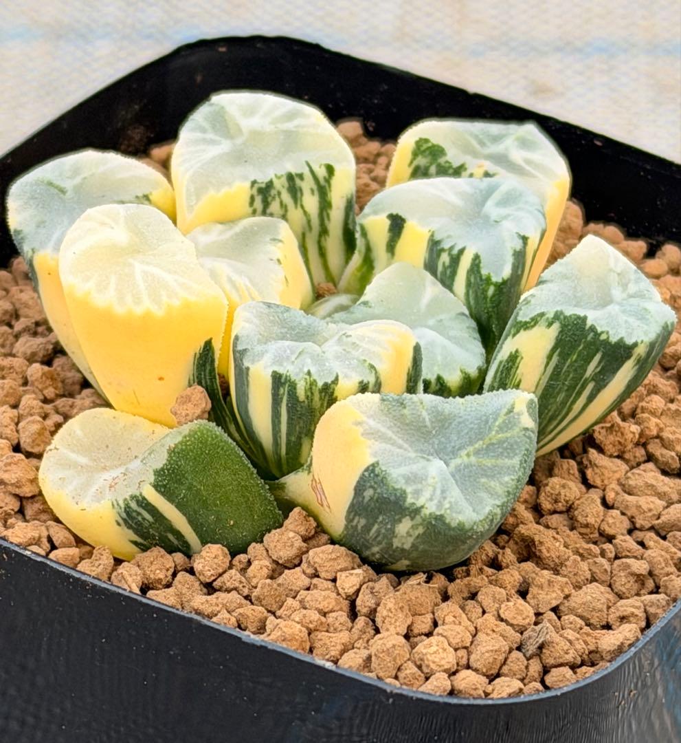 ハオルチア　万象錦　覇王　極上斑