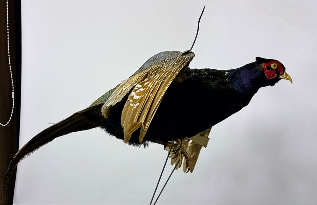 鳥の標本