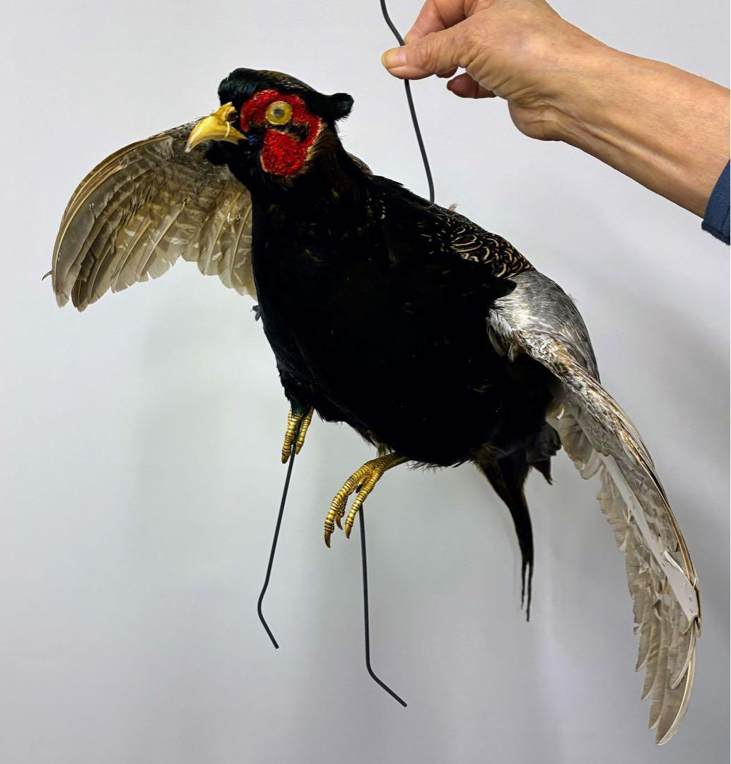 鳥の標本