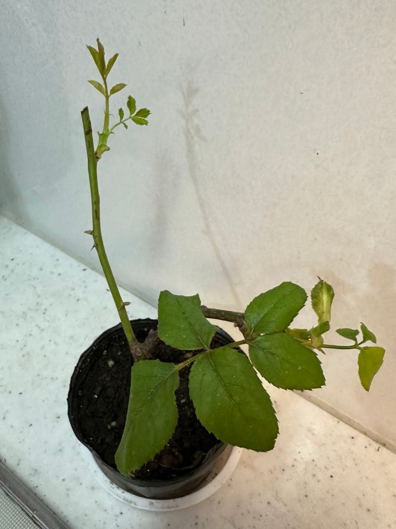 ピンクのバラの苗 上品で芳香