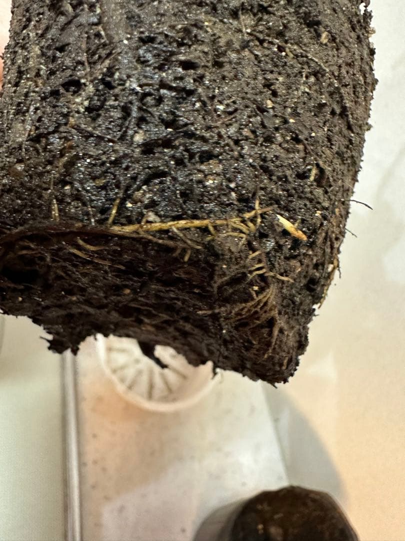 ピンクのバラの苗 上品で芳香