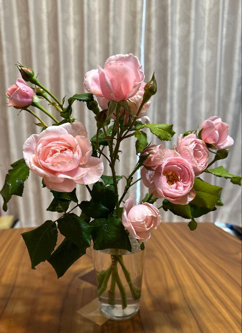 ピンクのバラの苗 上品で芳香