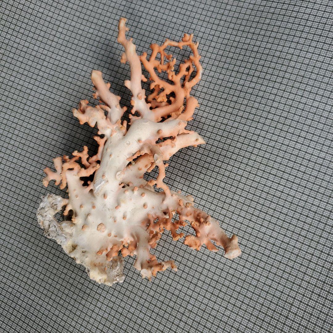 土佐沖珊瑚