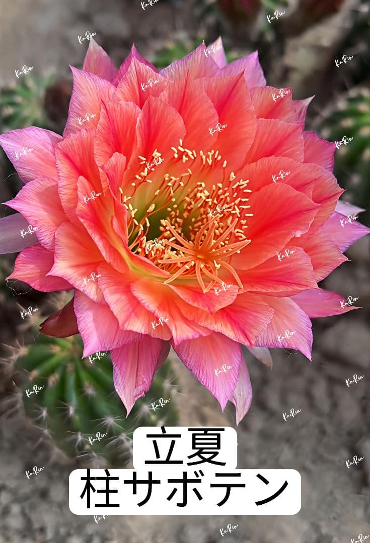 1-保護猫ファミリー商品　花サボテン