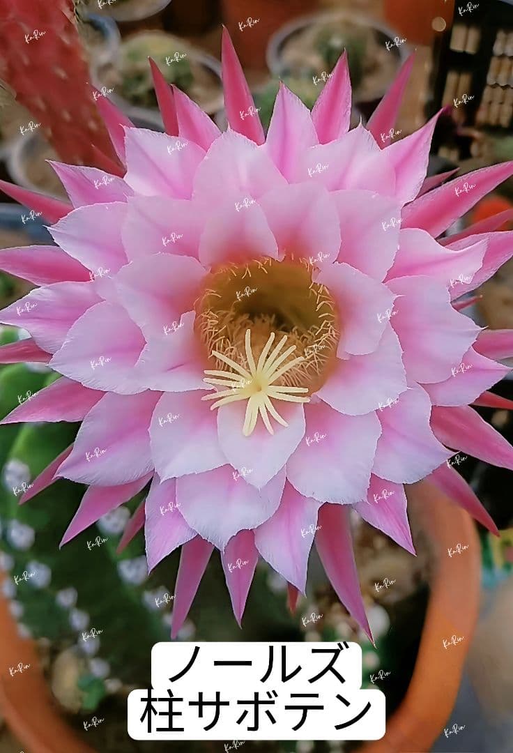 1-保護猫ファミリー商品　花サボテン