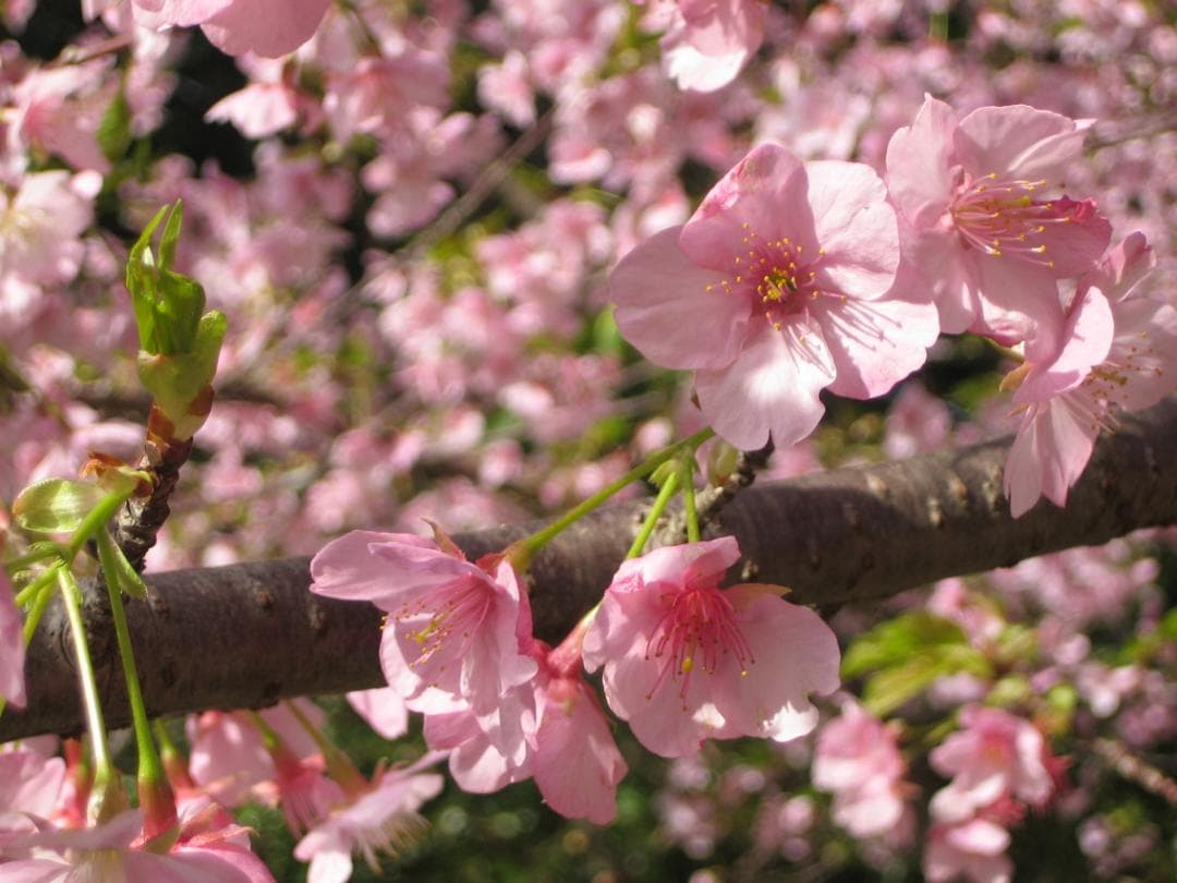 本日限定値引き　作例有 コンデジの優等生　キヤノン IXY DIGITAL 50