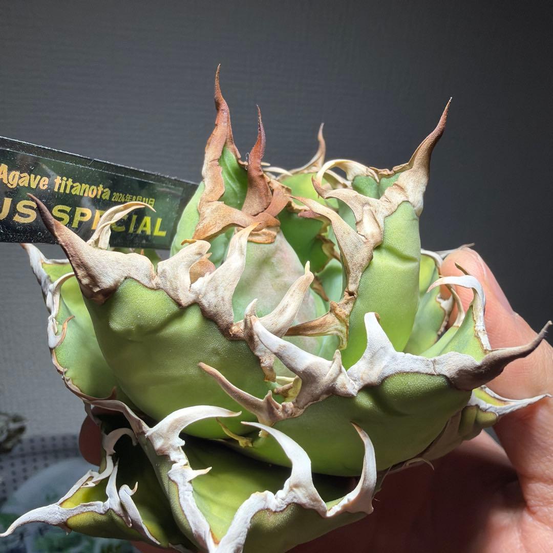 アガベチタノタ　US_SPEICAL 親株出品　タグ付き　オルタさん苗　激レア