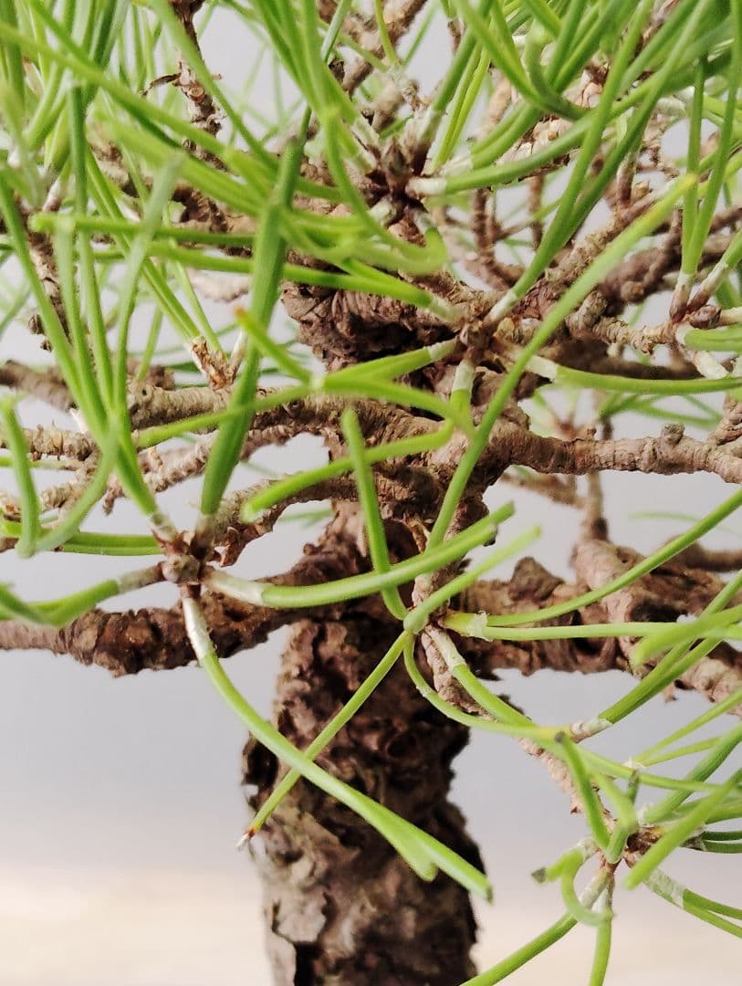 黒松盆栽　小品盆栽　ミニ盆栽　直幹仕立て　鉢（中国新渡）　古木