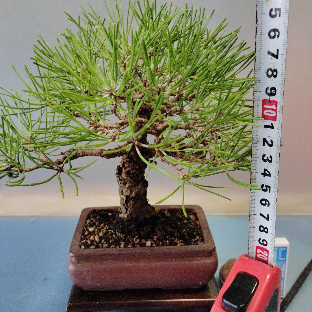 黒松盆栽　小品盆栽　ミニ盆栽　直幹仕立て　鉢（中国新渡）　古木