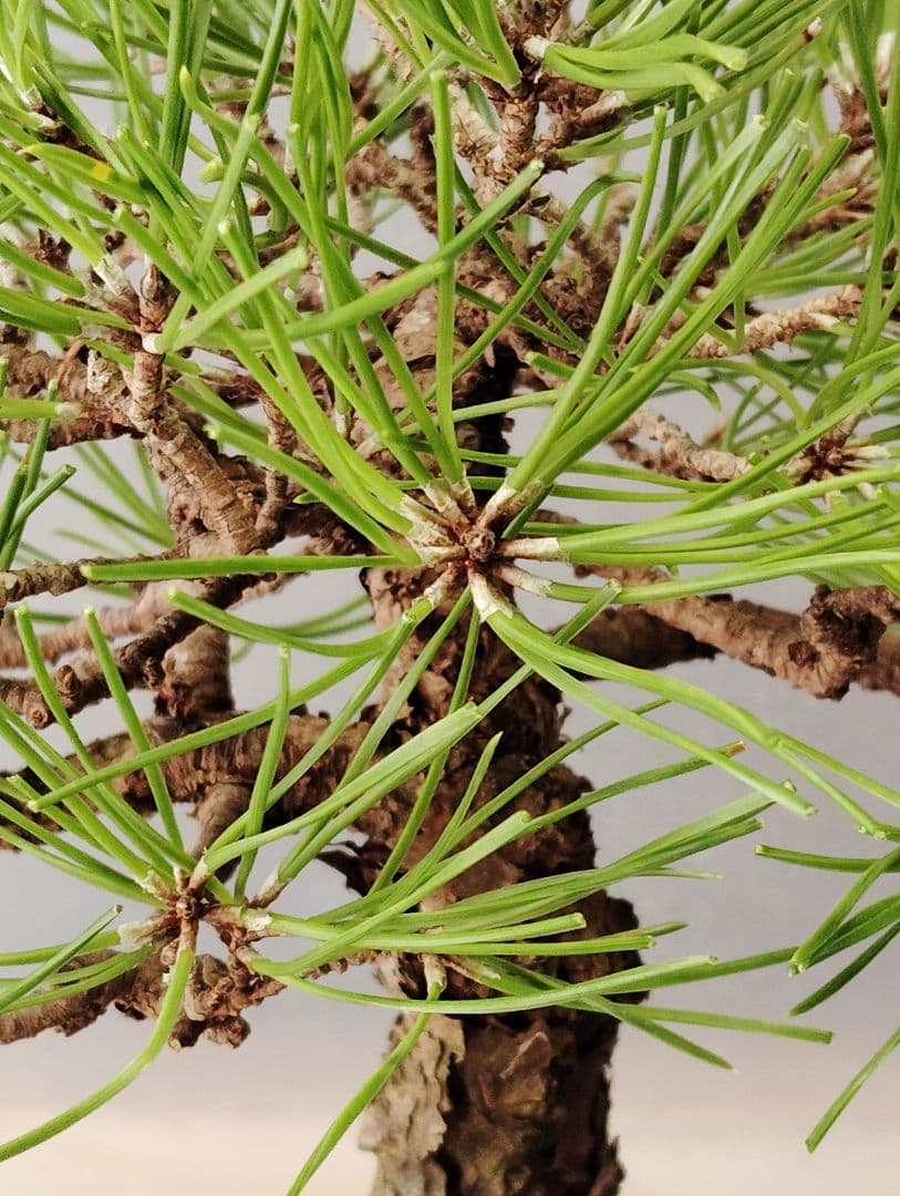 黒松盆栽　小品盆栽　ミニ盆栽　直幹仕立て　鉢（中国新渡）　古木