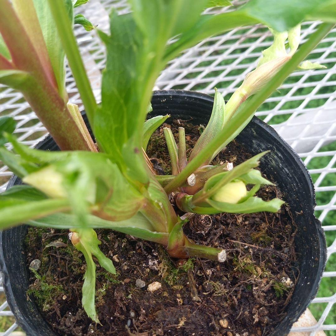 金曜日まで！お買い得！春カラー♪清楚なグリーンリップ♪クリスマスローズ、苗