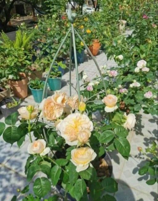 2個セット　白　ミニオベリスク トレリス 鳥 ガーデニング　支柱 バラ つる花