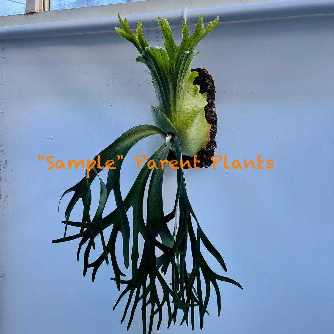 板付 観葉植物 超美株の子株です♫〖ビカクシダ・ウィリンキー・ドワーフタツタ〗