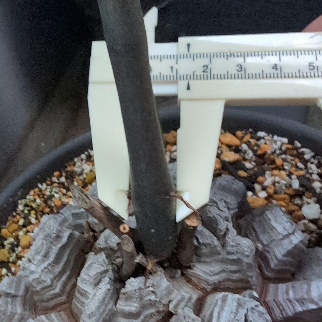 鉢径23㌢　実生丸型　長谷川園芸　亀甲竜　株幅13.8センチ　鉢ごと送料込み