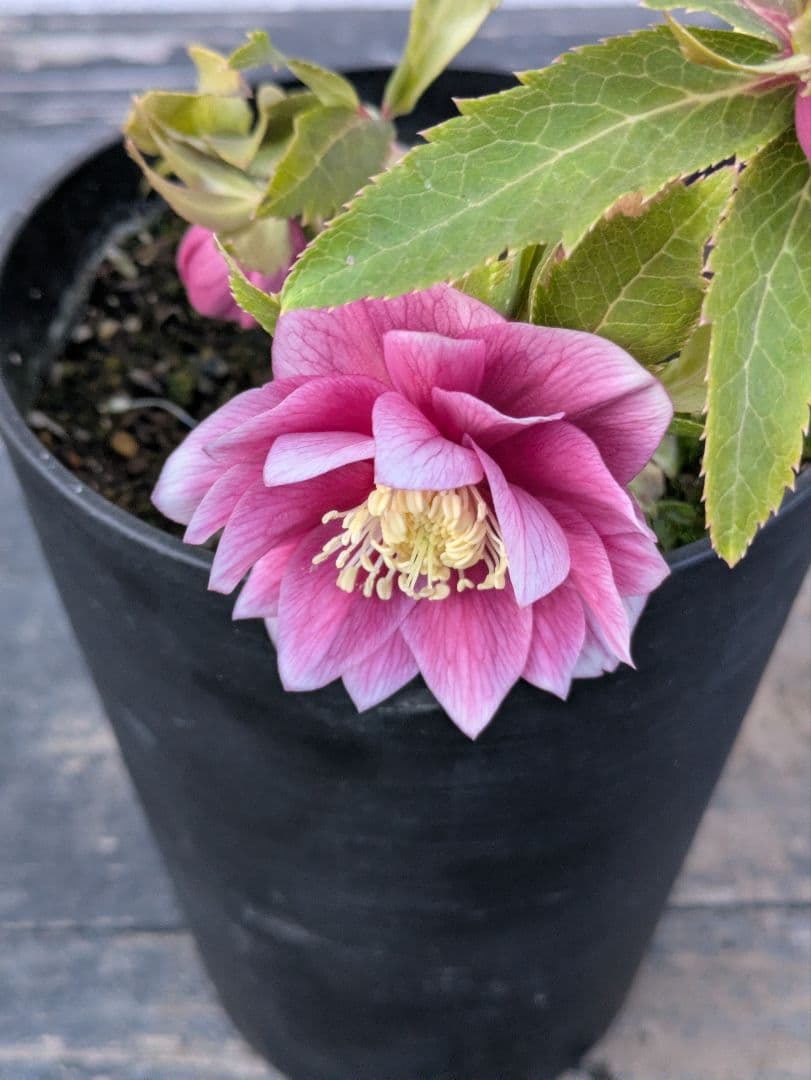 広瀬園芸 クリスマスローズ　オーレア系 ピンクグラデーション DD（ダブル）