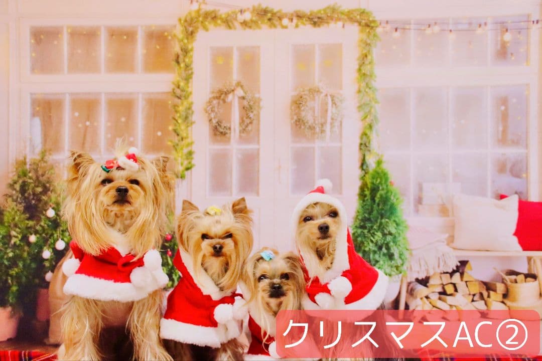 業務用トリミングチョーカー+背景布　クリスマスツリー　ペットサロン　雪　犬