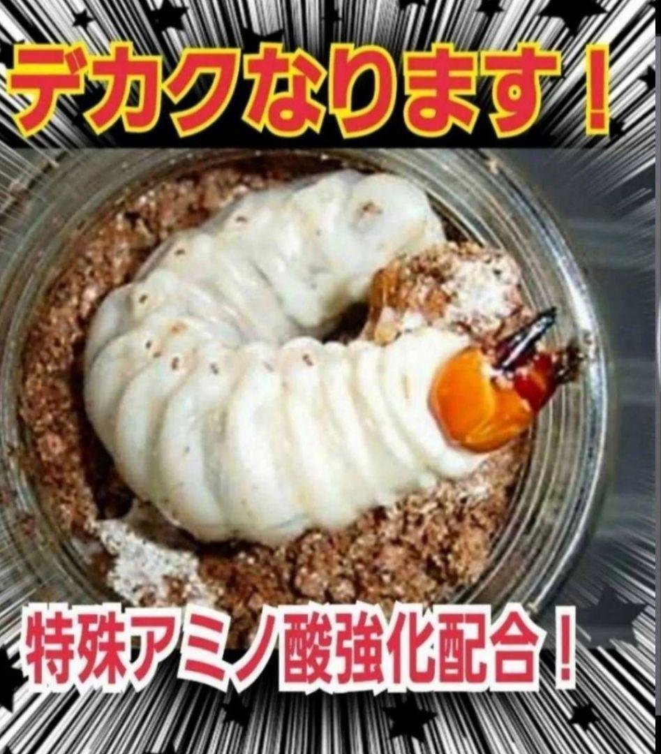 ニジイロクワガタに抜群！極上！黒アワビタケ菌糸瓶【8本】トレハロース強化配合！