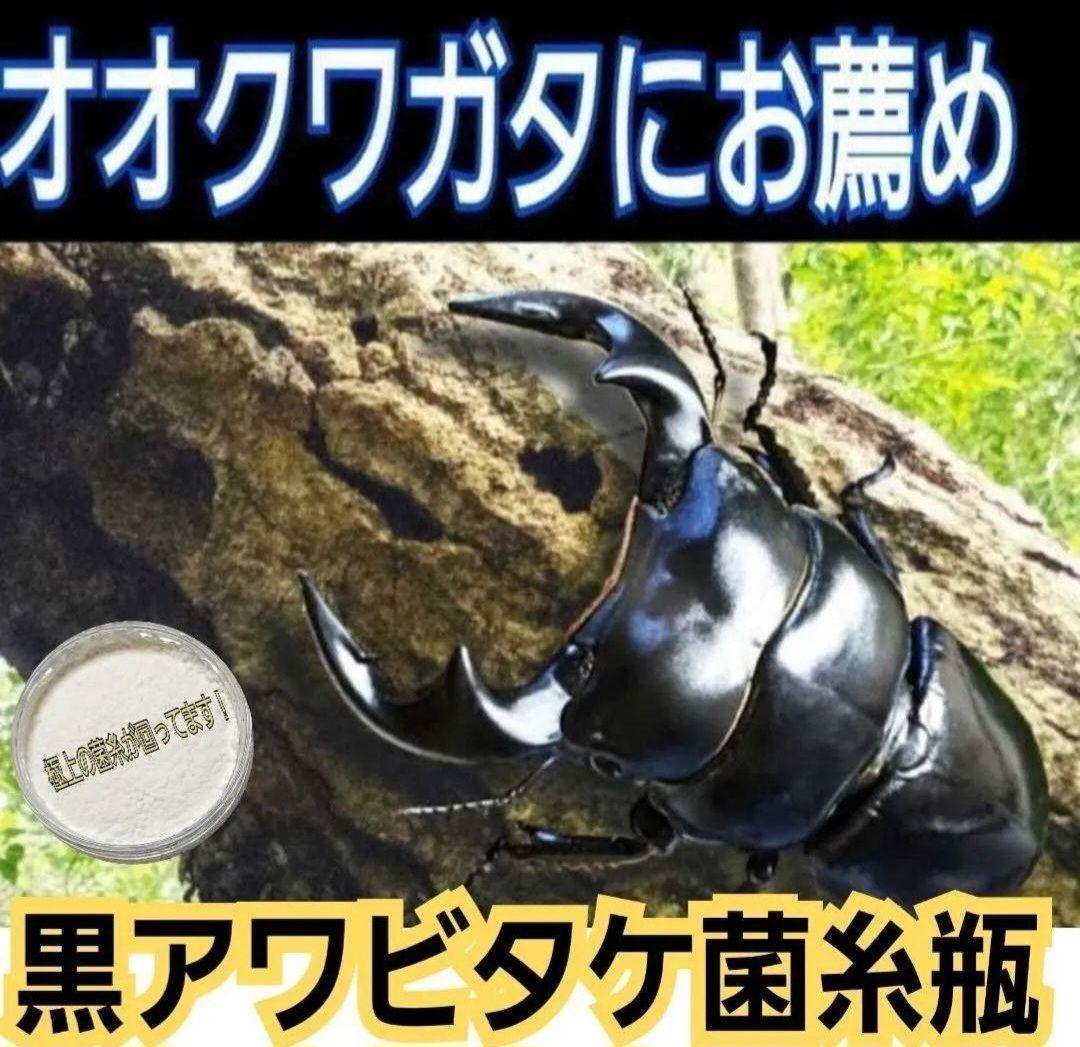 ニジイロクワガタに抜群！極上！黒アワビタケ菌糸瓶【8本】トレハロース強化配合！