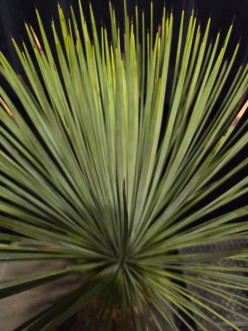 ユッカ リネアリフォリア 太株 (と)子株付き