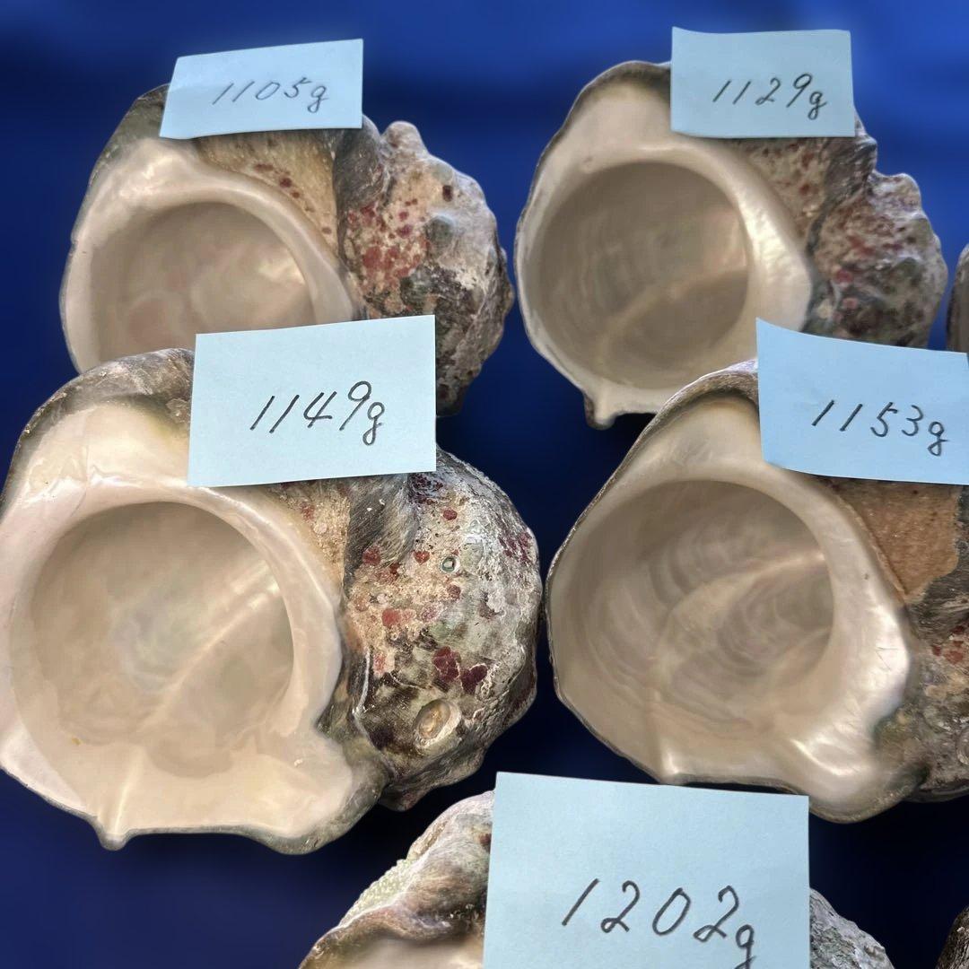 特大夜光貝　ヤコウ貝　まとめ売り　11個 約13kg アクセサリー　ルアー