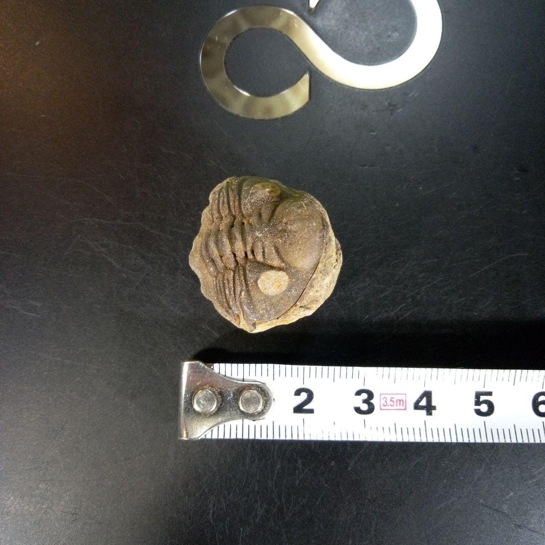 三葉虫　化石　fossil　ボリビア産　trilobite　Bolivia化石⑨