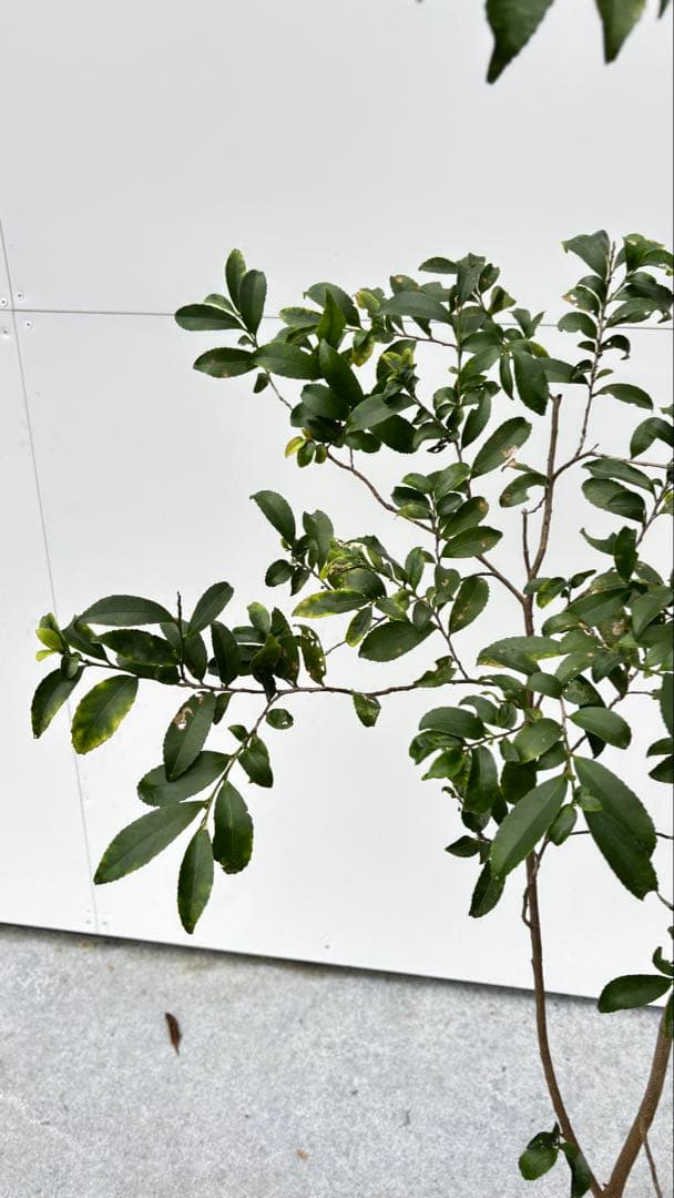 自然な樹形が美しい 山採りの ヒサカキ 690 樹高1.4m位 ヒメサカキ 姫榊