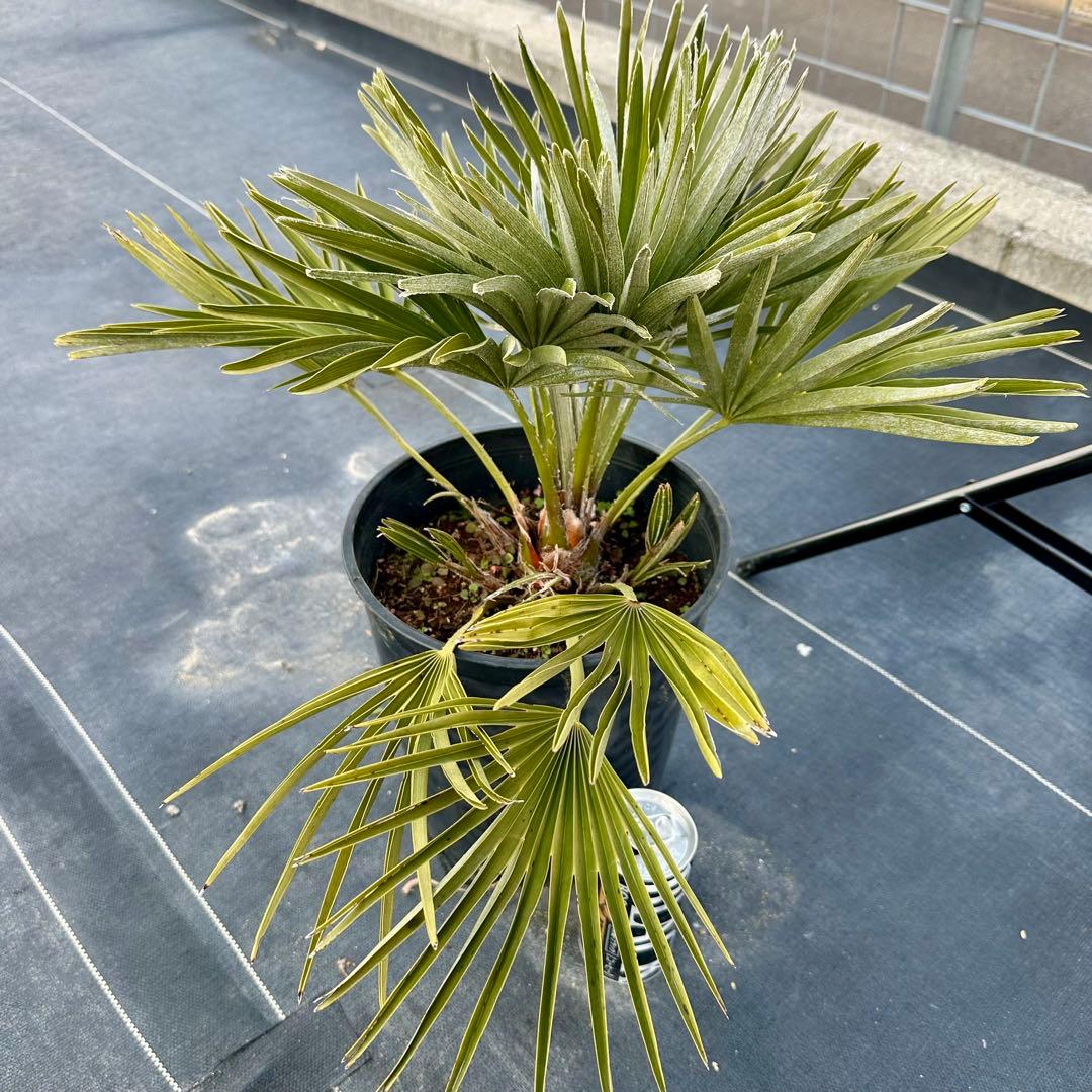 チャメロプス•ボルケーノ 【樹高:約43㎝】Feb05