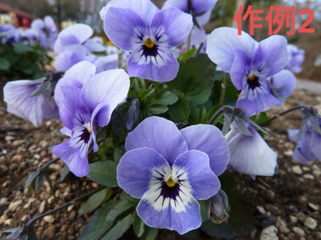 超美品　LUMIX TZ20 (デッドストック品)