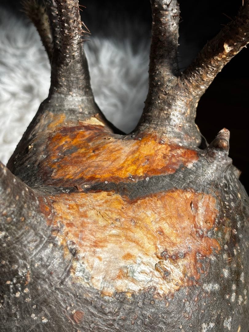 【発根済み】パキポディウム　グラキリス　大株