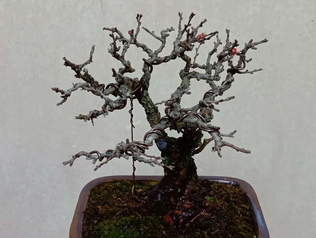 長寿梅赤花