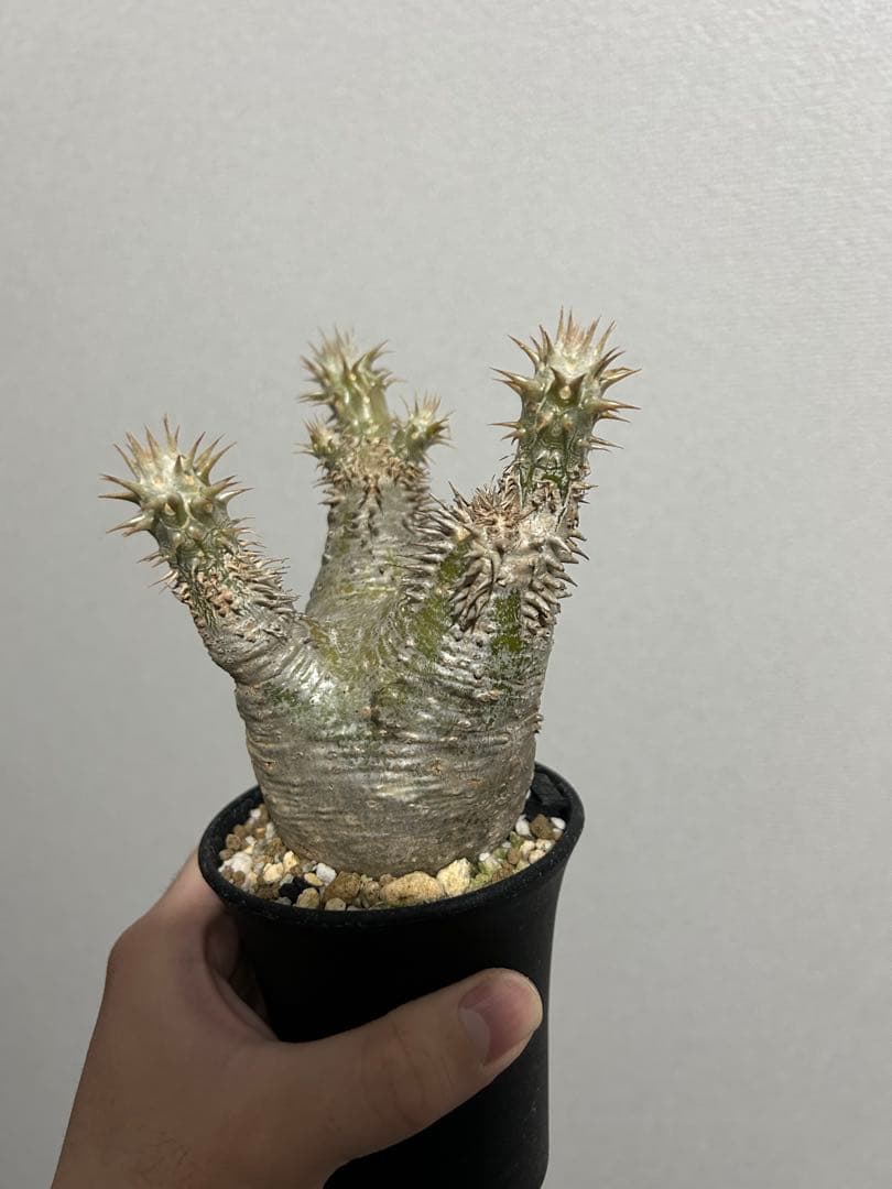 パキポディウム デンシフローラム