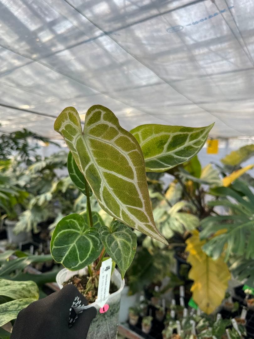 1 斑入り　アンスリウム　ミシェル　x クリスタルシルバー　綺麗交配株