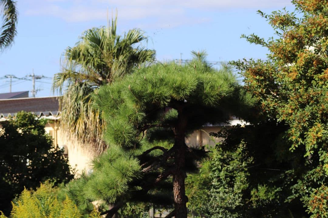 TUPAC ∞様 Canon zoom Lens EF 75-300 iii u