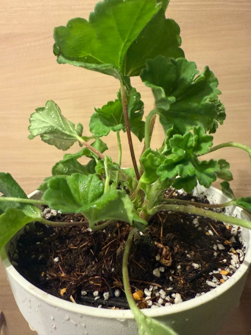 超レア新品珍しいゼラニウム苗