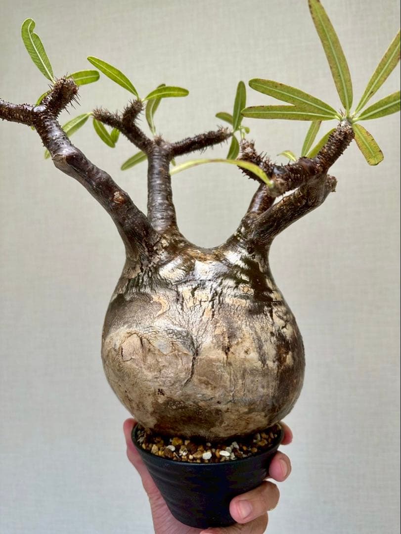 R　パキポディウム グラキリス 大株 16cm 丸株 茶肌 白肌