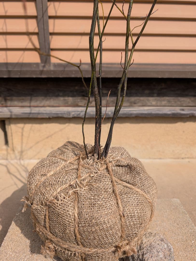 クロモジ　株立　②