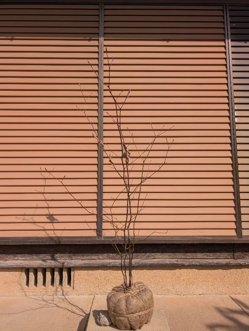 クロモジ　株立　②