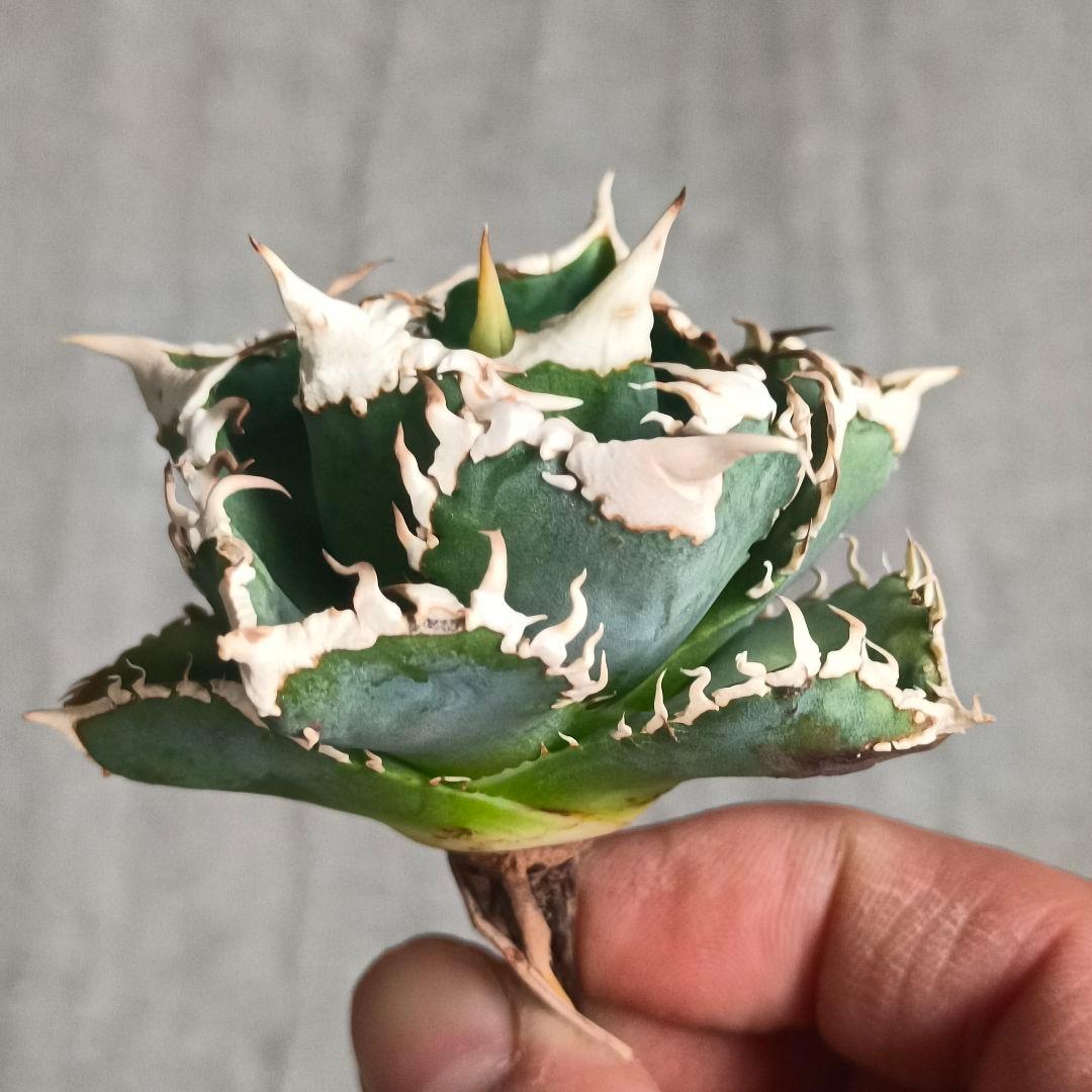 A026 特選 アガベチタノタ 大白鯊 強狂棘 極上白鋸歯 極上優良株